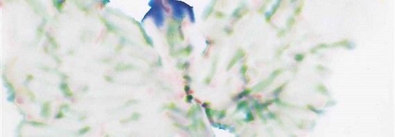 草間彌生 紙に水彩 サイン 《蝶》